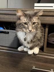 Lost Male Cat last seen 6th Street and Gaut Street, Cleveland, TN 37311
