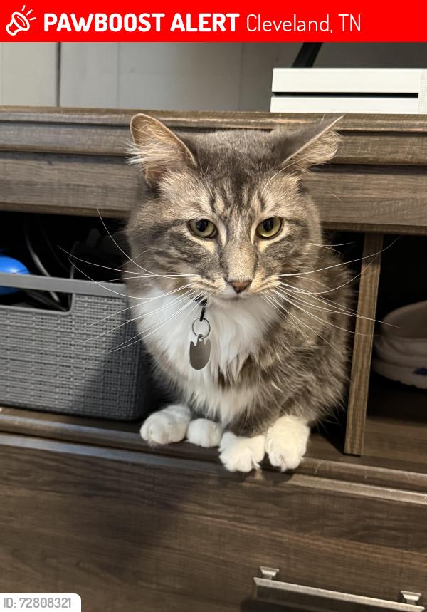 Lost Male Cat last seen 6th Street and Gaut Street, Cleveland, TN 37311