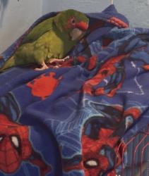 Lost Unknown Bird last seen Near ne 33 st Oakland park , Oakland Park, FL 33334