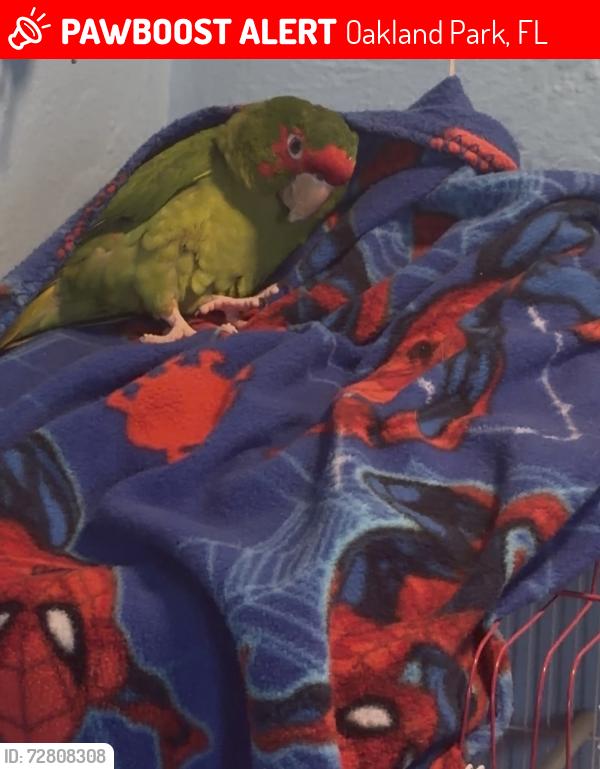 Lost Unknown Bird last seen Near ne 33 st Oakland park , Oakland Park, FL 33334