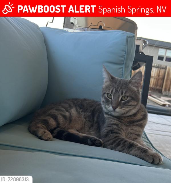Lost Male Cat last seen Calle De Laplata , Spanish Springs, NV 89441
