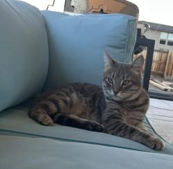 Lost Male Cat last seen Calle De Laplata , Spanish Springs, NV 89441