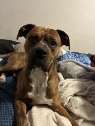 Reunited Male Dog last seen East Franklin blvd, Gastonia, NC 28052