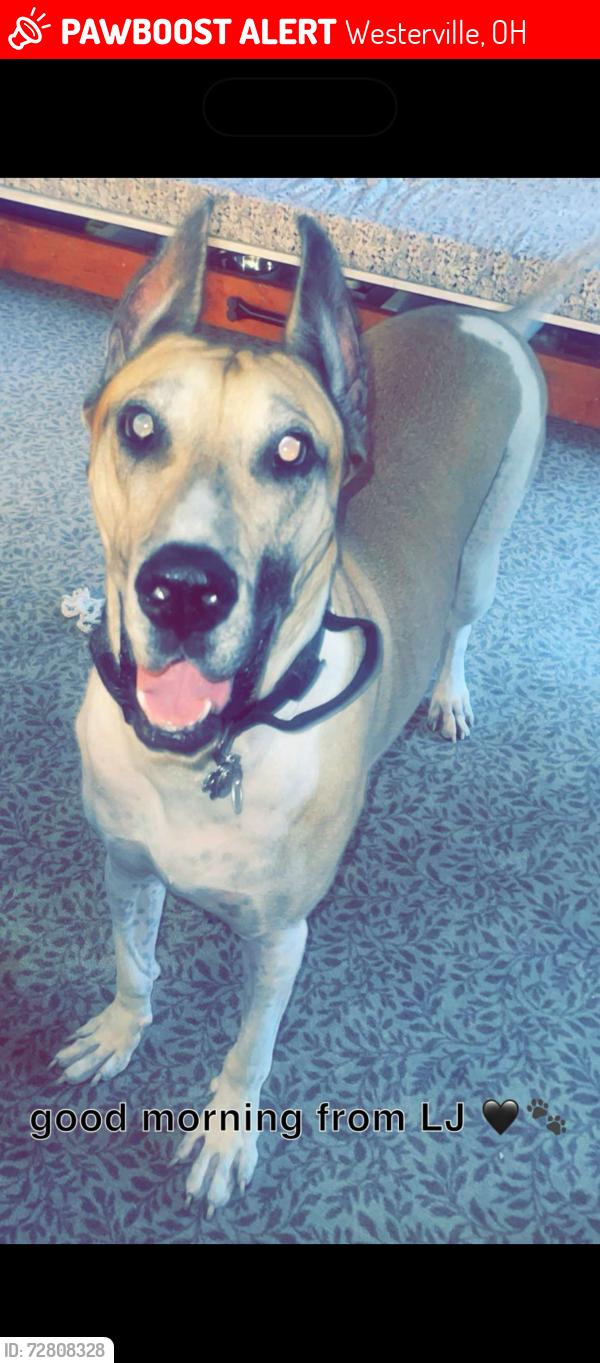 Lost Male Dog last seen Fancher Road, Westerville, OH 43082
