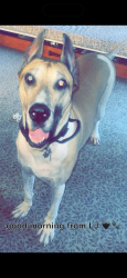 Lost Male Dog last seen Fancher Road , Westerville, OH 43082