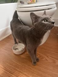 Found/Stray Male Cat last seen Yadkin and 35th, Charlotte, NC 28205