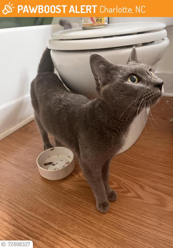 Found/Stray Male Cat last seen Yadkin and 35th, Charlotte, NC 28205