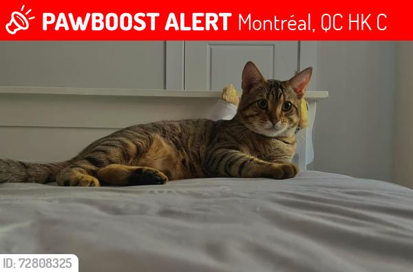 Lost Male Cat last seen The Ruel near the Subway in front of Frontenac métro station, Montréal, QC H2K 3C4