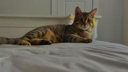 Lost Male Cat last seen The Ruel near the Subway in front of Frontenac métro station, Montréal, QC H2K 3C4