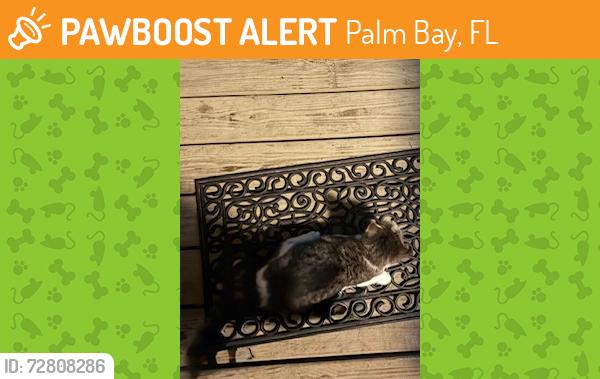 Found/Stray Unknown Cat last seen Windwood apmts, Palm Bay, FL 32905, Palm Bay, FL 32905