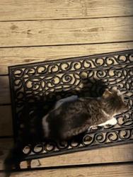 Found/Stray Unknown Cat last seen Windwood apmts, Palm Bay, FL 32905, Palm Bay, FL 32905