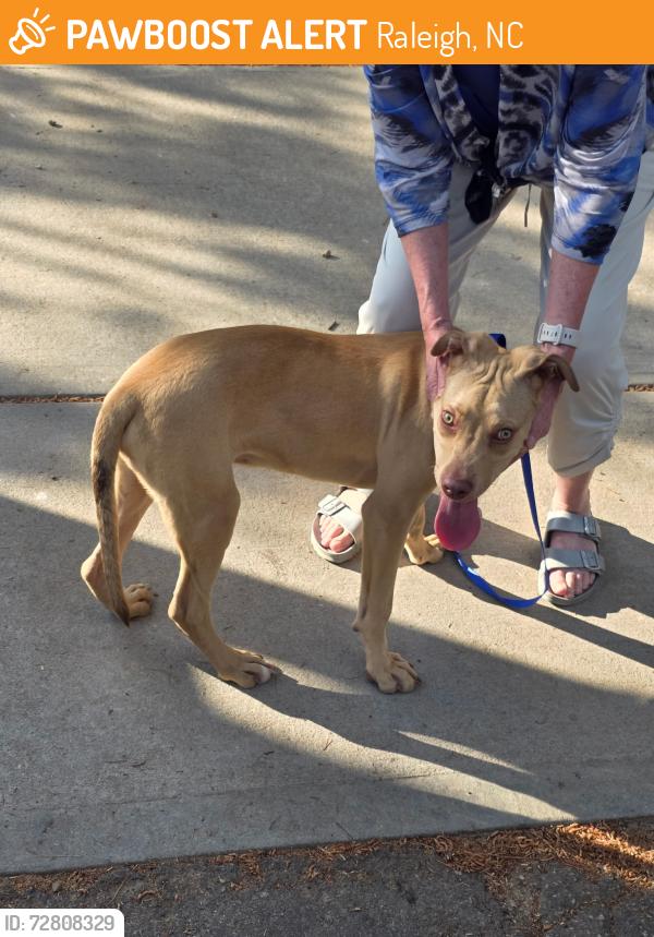 Found/Stray Male Dog last seen Kittrell Dr & Royster, Raleigh, NC 27608