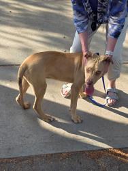 Found/Stray Male Dog last seen Kittrell Dr & Royster, Raleigh, NC 27608