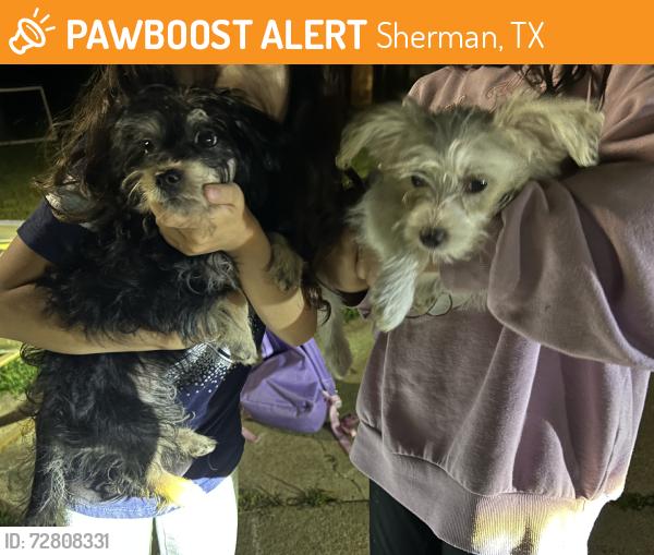 Found/Stray Male Dog last seen Southridge and Timberline, Sherman, TX 75092