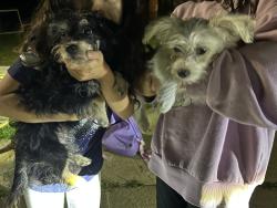 Found/Stray Male Dog last seen Southridge and Timberline, Sherman, TX 75092