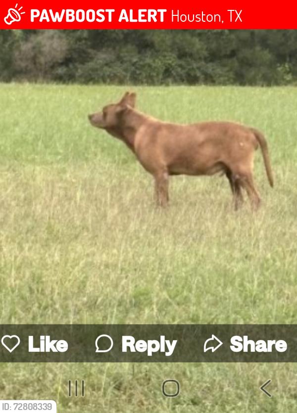 Lost Male Dog last seen Veteran Memorial Dr, Houston, TX 77038