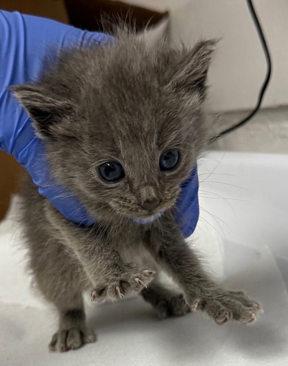 Shelter Stray Female Cat last seen Oakland, CA 94621, Oakland, CA 94601