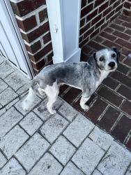 Found/Stray Male Dog last seen Buck mountain road, Cave Spring, VA 24018