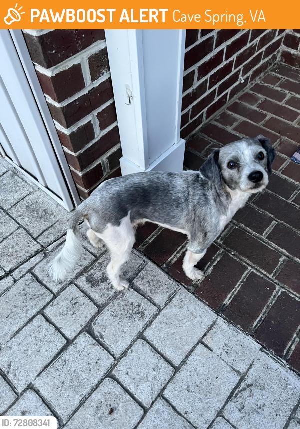 Found/Stray Male Dog last seen Buck mountain road, Cave Spring, VA 24018