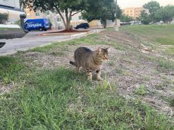 Found/Stray Unknown Cat last seen Hampton Inn Austin Airport behind hotel next to basketball court, Austin, TX 78744