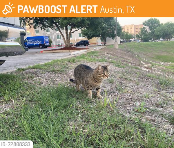 Found/Stray Unknown Cat last seen Hampton Inn Austin Airport behind hotel next to basketball court, Austin, TX 78744