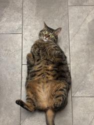 Lost Female Cat last seen 245callaway RD, London, ON N6G 0N8