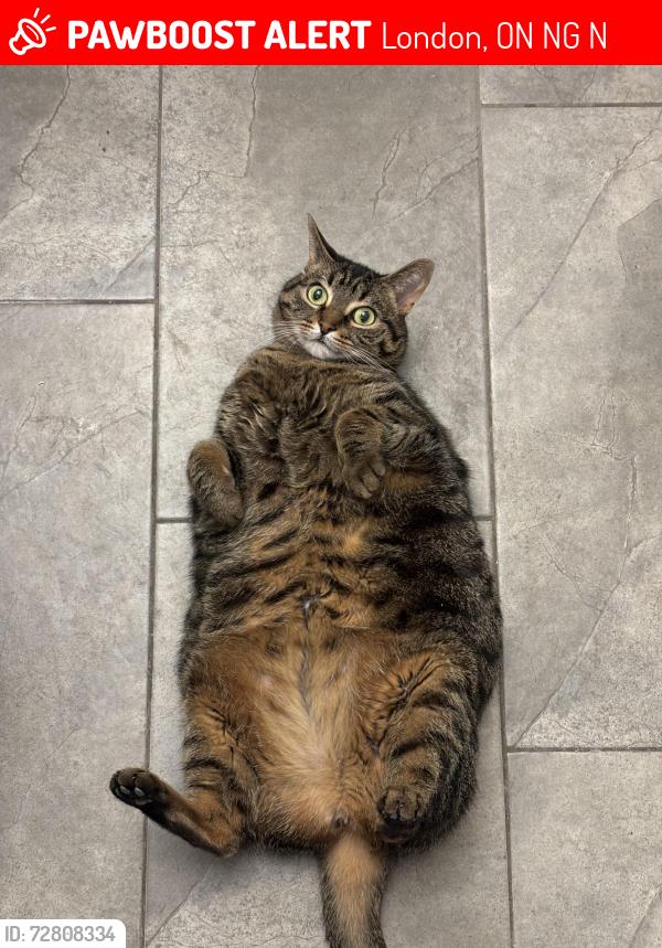 Lost Female Cat last seen 245callaway RD, London, ON N6G 0N8