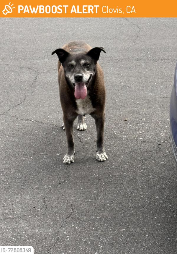 Found/Stray Female Dog last seen Near park , Clovis, CA 93619