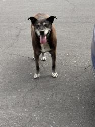 Found/Stray Female Dog last seen Near park , Clovis, CA 93619