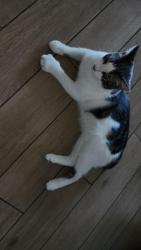 Lost Male Cat last seen 518/528 Friendswood, Tx , Friendswood, TX 77546