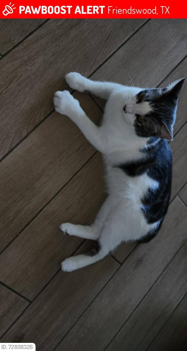 Lost Male Cat last seen 518/528 Friendswood, Tx , Friendswood, TX 77546