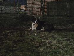 Found/Stray Unknown Dog last seen Near Jackson blvd, Rapid City, SD 57702