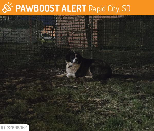 Found/Stray Unknown Dog last seen Near Jackson blvd, Rapid City, SD 57702
