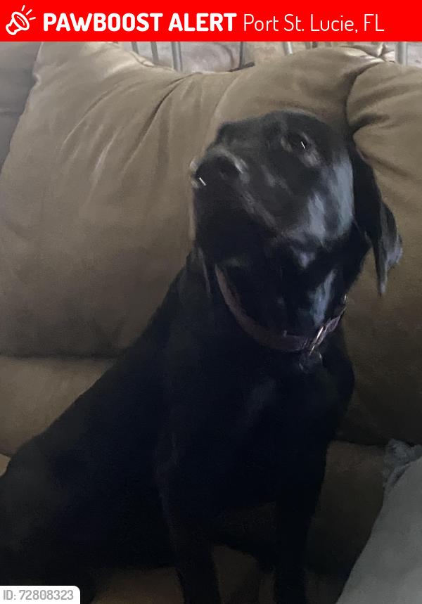 Lost Female Dog last seen Near Sw Whipple Ave, Port St. Lucie, FL 34953