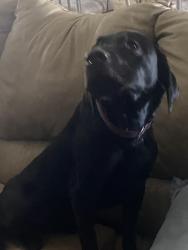 Lost Female Dog last seen Near Sw Whipple Ave, Port St. Lucie, FL 34953