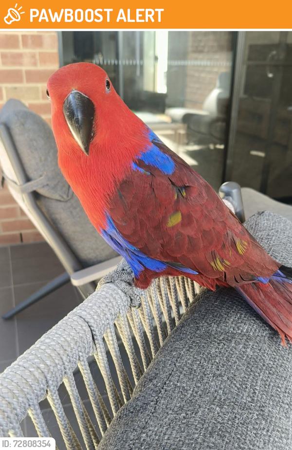 Found/Stray Unknown Bird last seen Verdale Crescent , Munno Para Downs, SA 5115