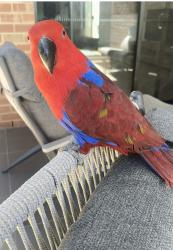 Found/Stray Unknown Bird last seen Verdale Crescent , Munno Para Downs, SA 5115