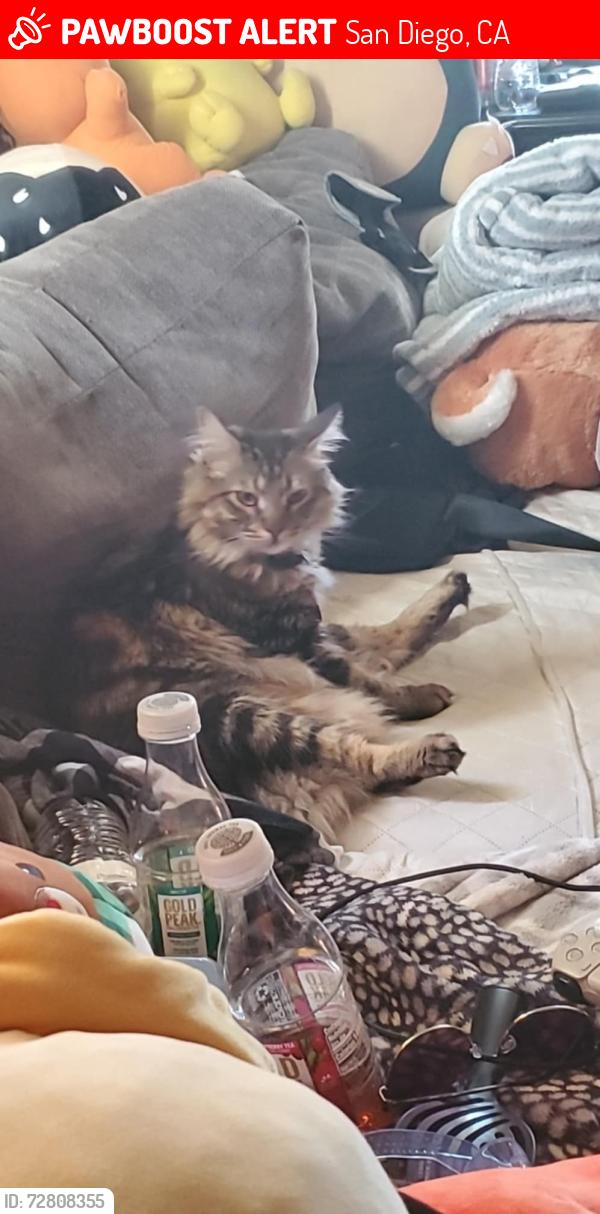 Lost Male Cat last seen Rio, San Diego, CA 92139