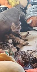 Lost Male Cat last seen Rio, San Diego, CA 92139