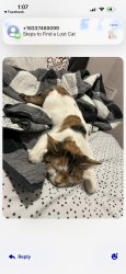 Lost Female Cat last seen Thurman parsons, Columbus, OH 43206