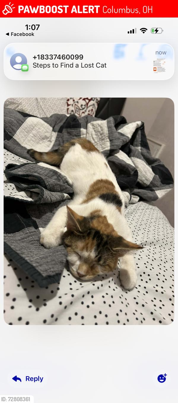 Lost Female Cat last seen Thurman parsons, Columbus, OH 43206