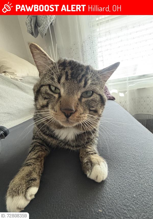 Lost Male Cat last seen Kroger, Old Hilliard, Hilliard neighborhoods, Hilliard, OH 43026