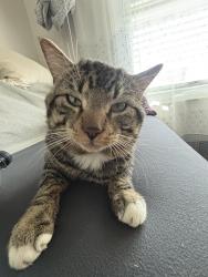 Lost Male Cat last seen Kroger, Old Hilliard, Hilliard neighborhoods, Hilliard, OH 43026