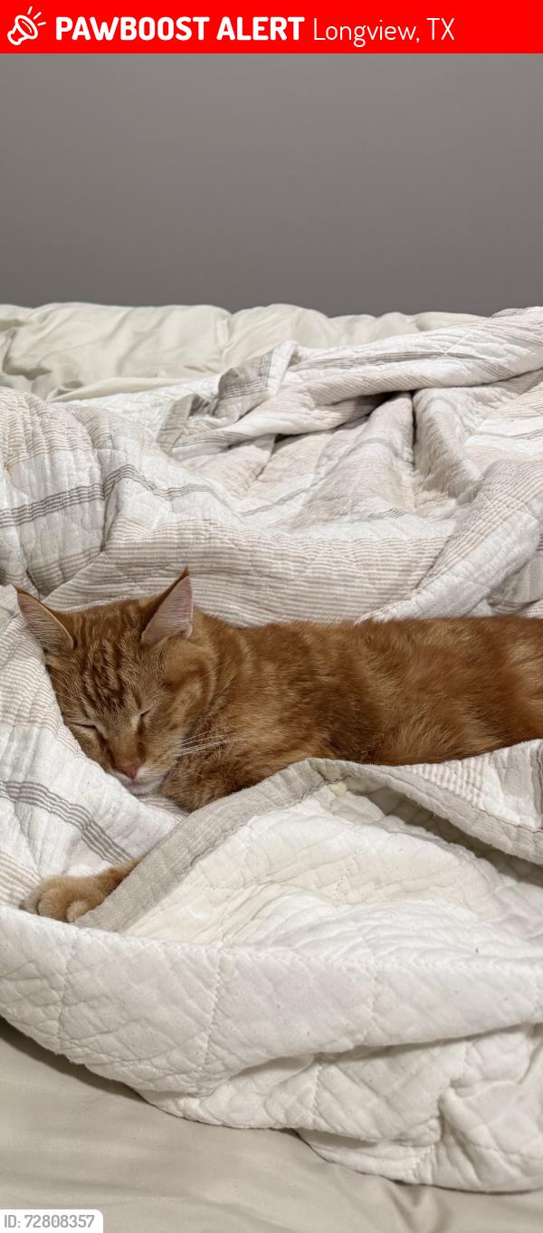Lost Male Cat last seen McCann Rd and Montclair, Longview, TX 75601