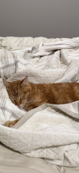 Lost Male Cat last seen McCann Rd and Montclair, Longview, TX 75601