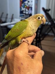 Found/Stray Female Bird last seen Hiatus and 595, Davie, FL 33328