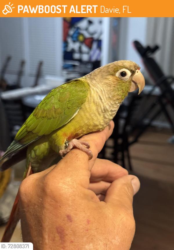 Found/Stray Female Bird last seen Hiatus and 595, Davie, FL 33328