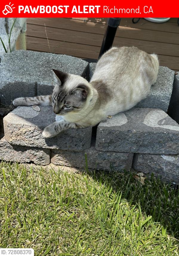 Lost Male Cat last seen Yale, Richmond, CA 94805
