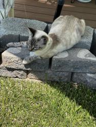 Lost Male Cat last seen Yale, Richmond, CA 94805