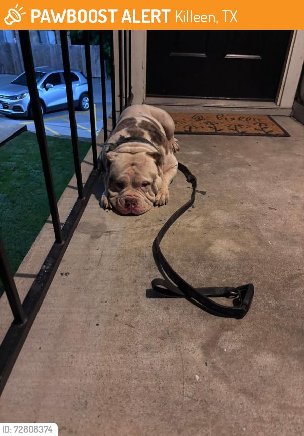 Found/Stray Male Dog last seen Lakeview apmts in een Texas , Killeen, TX 76541